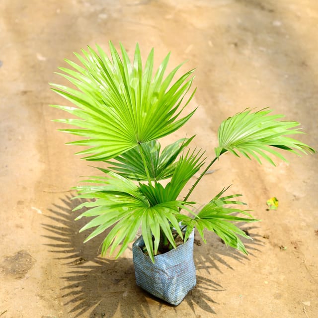 China / Fan Palm in 4 Inch Nursery Bag