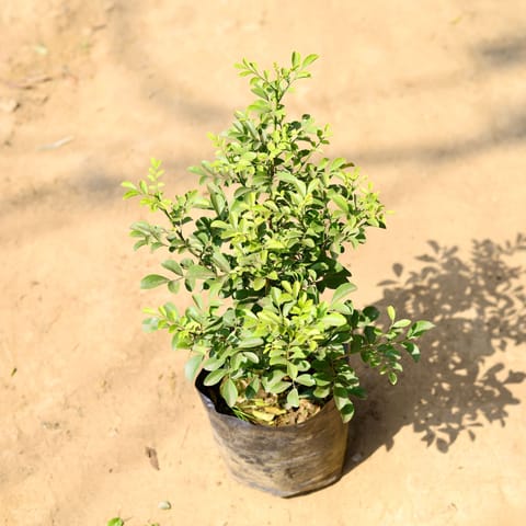 Madhu Kamini in 6 Inch Nursery Bag