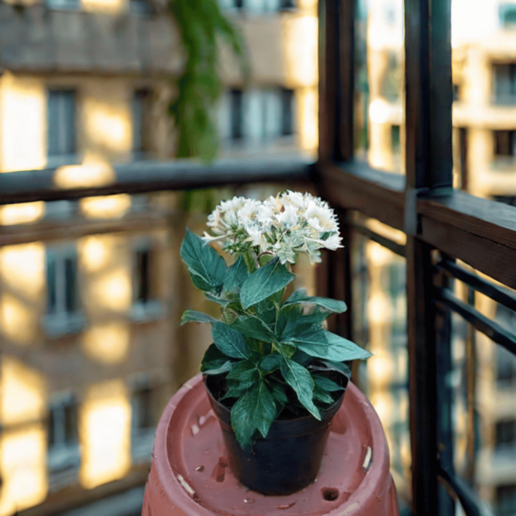 Pentas White in 5 Inch Nursery Pot