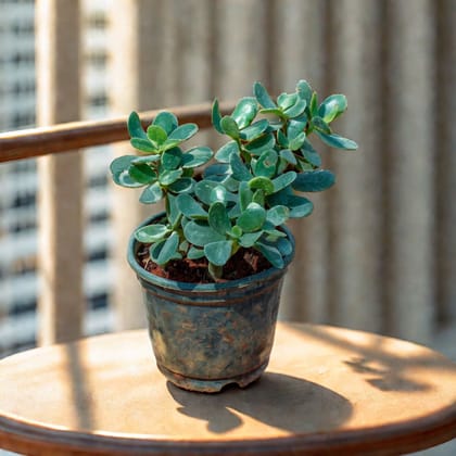 Crassula Ovata Succulent in 5 Inch Nursery Pot