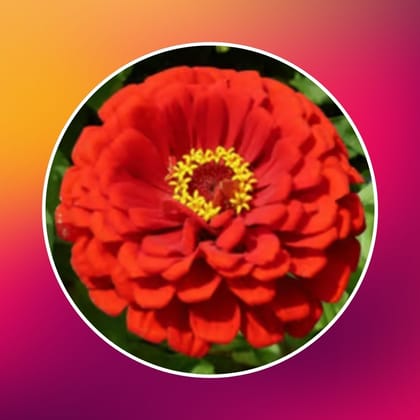 Free Gift - Zinnia Mixed Seeds  - Excellent Germination Summer Seeds - Flash Sale