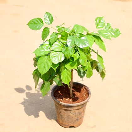 Buy Radarmachera Dwarf in 5 Inch Nursery Pot Online | Urvann.com