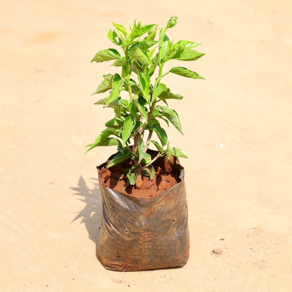 Buy Hibuscus / Gudhal Dwarf (Any Colour) in 6 Inch Nursery Bag Online | Urvann.com Hibuscus / Gudhal Dwarf (Any Colour) in 6 Inch Nursery Bag