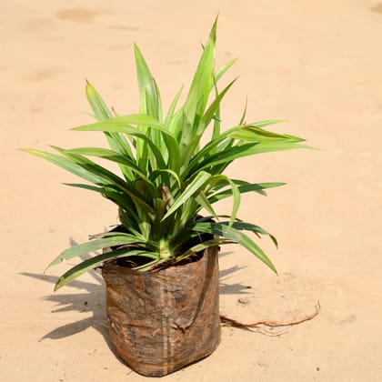 Buy Basmati in 6 Inch Nursery Bag Online | Urvann.com