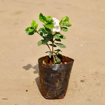 Buy Gardenia in 6 Inch Nursery Bag Online | Urvann.com