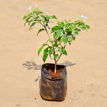 Buy Double Tagar / Jasmine in 6 Inch Nursery Bag Online | Urvann.com