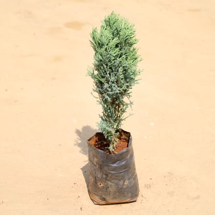 Buy Cypress Green in 6 Inch Nursery Bag Online | Urvann.com
