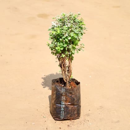 Buy Snow Bush (~ 1 Ft) in 6 Inch Nursery Bag Online | Urvann.com