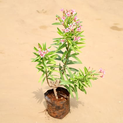 Buy Kaner / Oleander Pink (~ 2 Ft) in 6 Inch Nursery Bag Online | Urvann.com