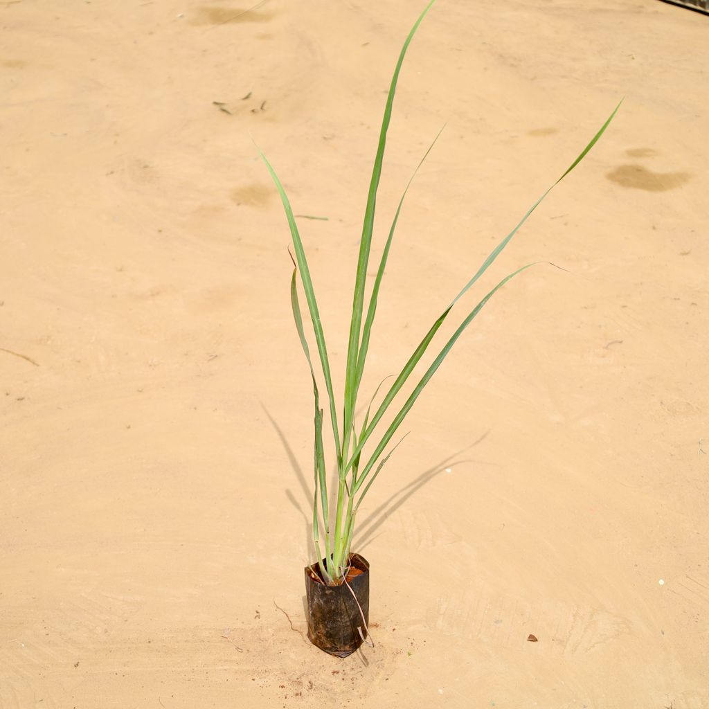 Buy Lemon Grass in 4 Inch Nursery Bag Online | Urvann.com Lemon Grass in 4 Inch Nursery Bag