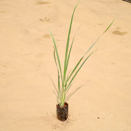 Buy Lemon Grass in 4 Inch Nursery Bag Online | Urvann.com