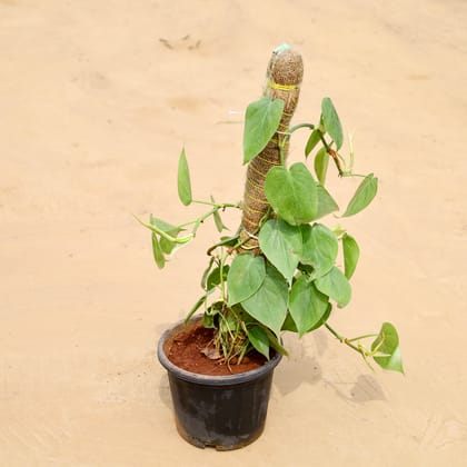 Buy Oxycardium Green With 2 Ft Moss Stick in 8 Inch Nursery Pot Online | Urvann.com