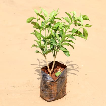 Buy Hibicus / Gudhal Red in 6 Inch Nursery Bag Online | Urvann.com