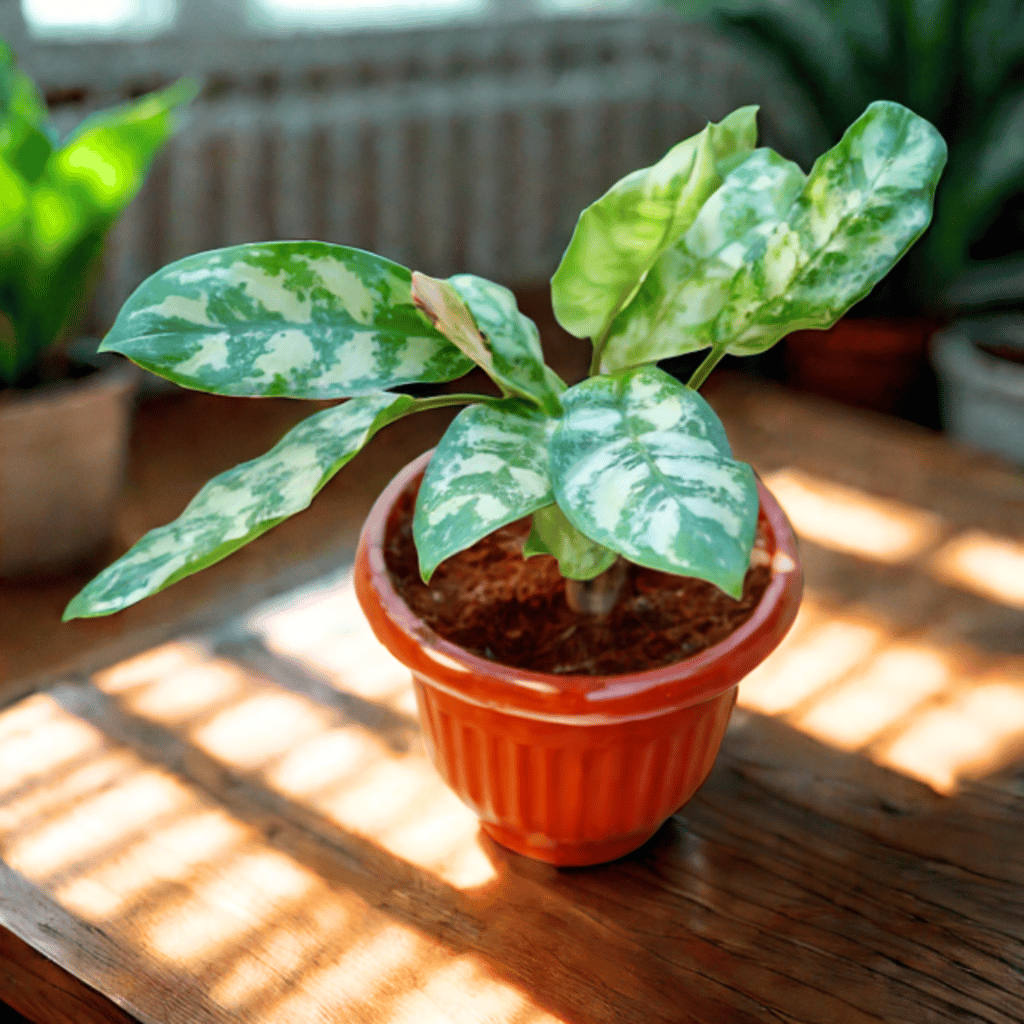 Aglaonema Silver King in 8 Inch Terracotta Red Olive Plastic Pot Aglaonema Silver King in 8 Inch Terracotta Red Olive Plastic Pot