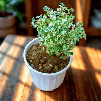 Aralia White Variegated in 6 Inch White Super Nursery Pot