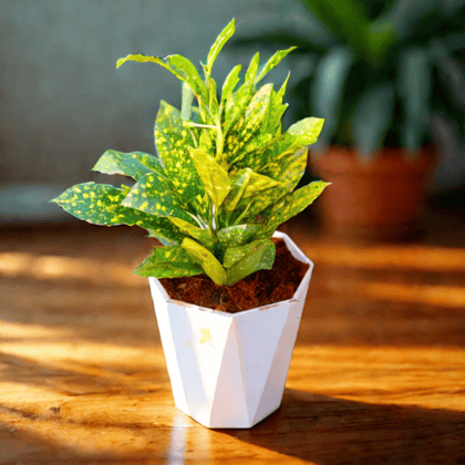Baby Croton in 6 Inch Marble White Premium Diamanti Plastic Pot