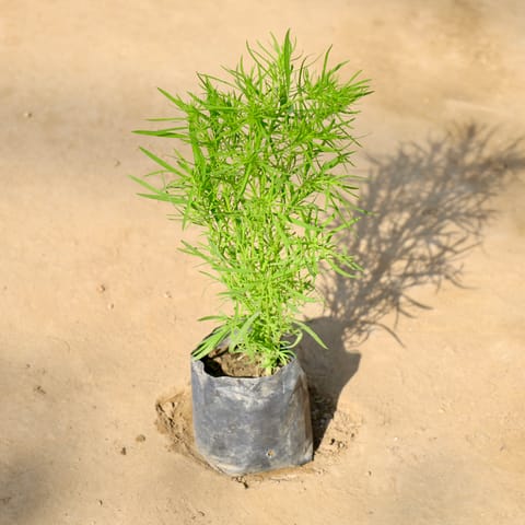 Kochia in 4 Inch Nursery bag
