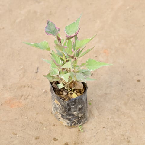 Ipomoea / Sweet Potato Vine Variegated in 4 Inch Nursery bag