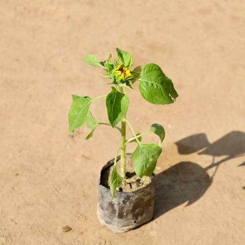 Sunflower Plant in 4 Inch Nursery bag
