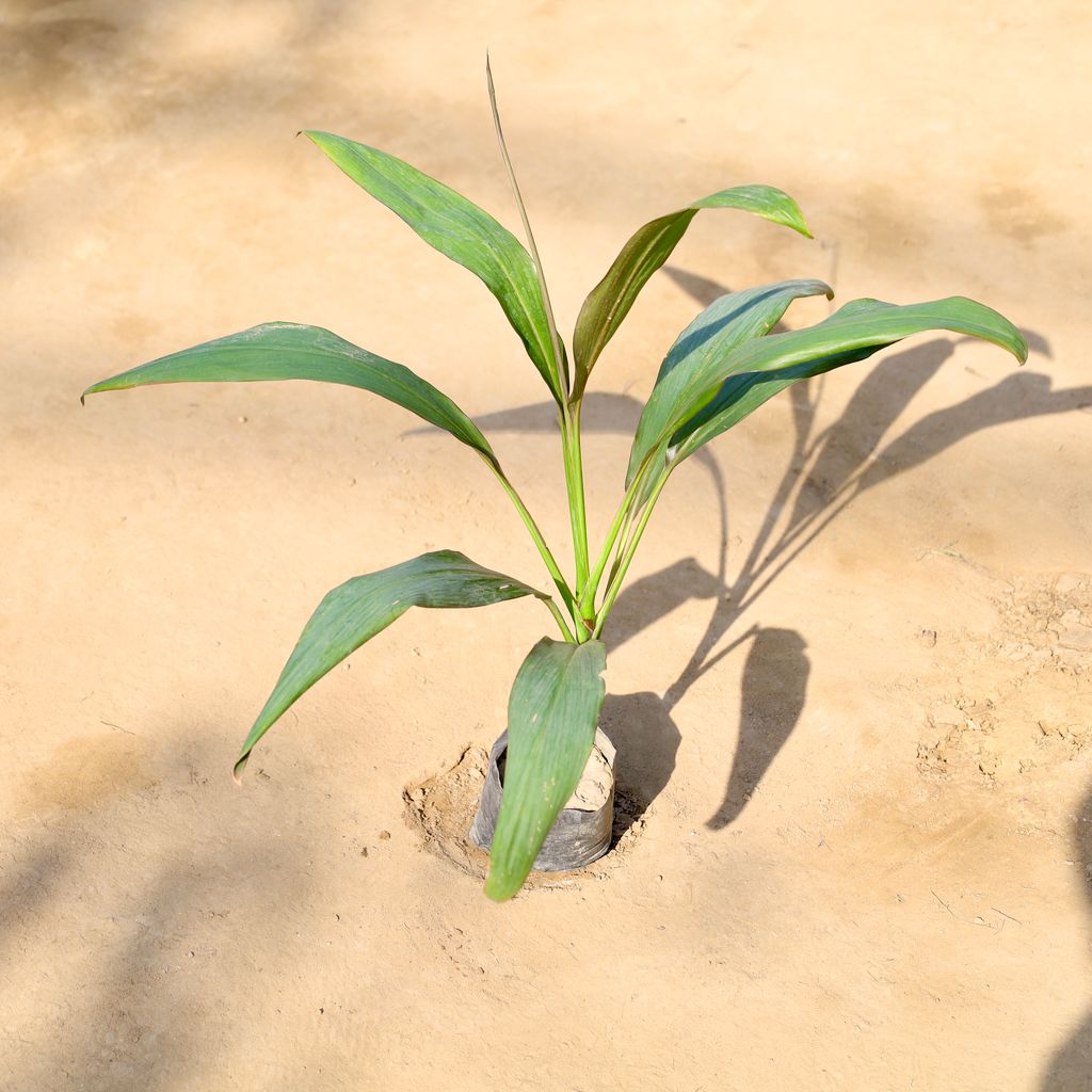 Buy Dracaena Green in 4 Inch Nursery bag | Urvann.com Dracaena Green in 4 Inch Nursery bag