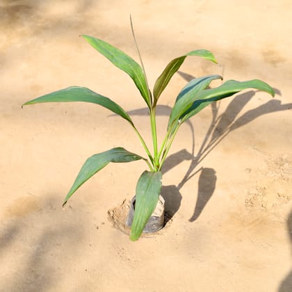 Buy Dracaena Green in 4 Inch Nursery bag | Urvann.com
