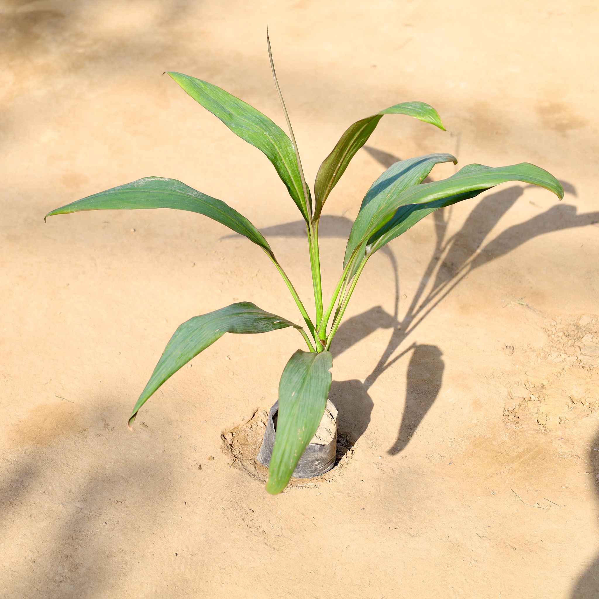 Dracaena Green in 4 Inch Nursery bag