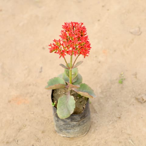 Desi Kalanchoe Any Colour) in 4 Inch Nursery bag
