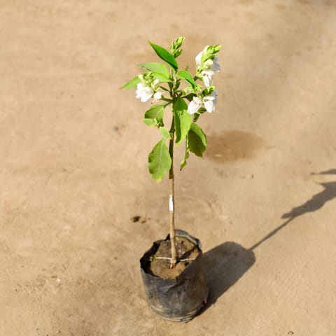 Adusa / Malabar Nut in 4 Inch Nursery bag