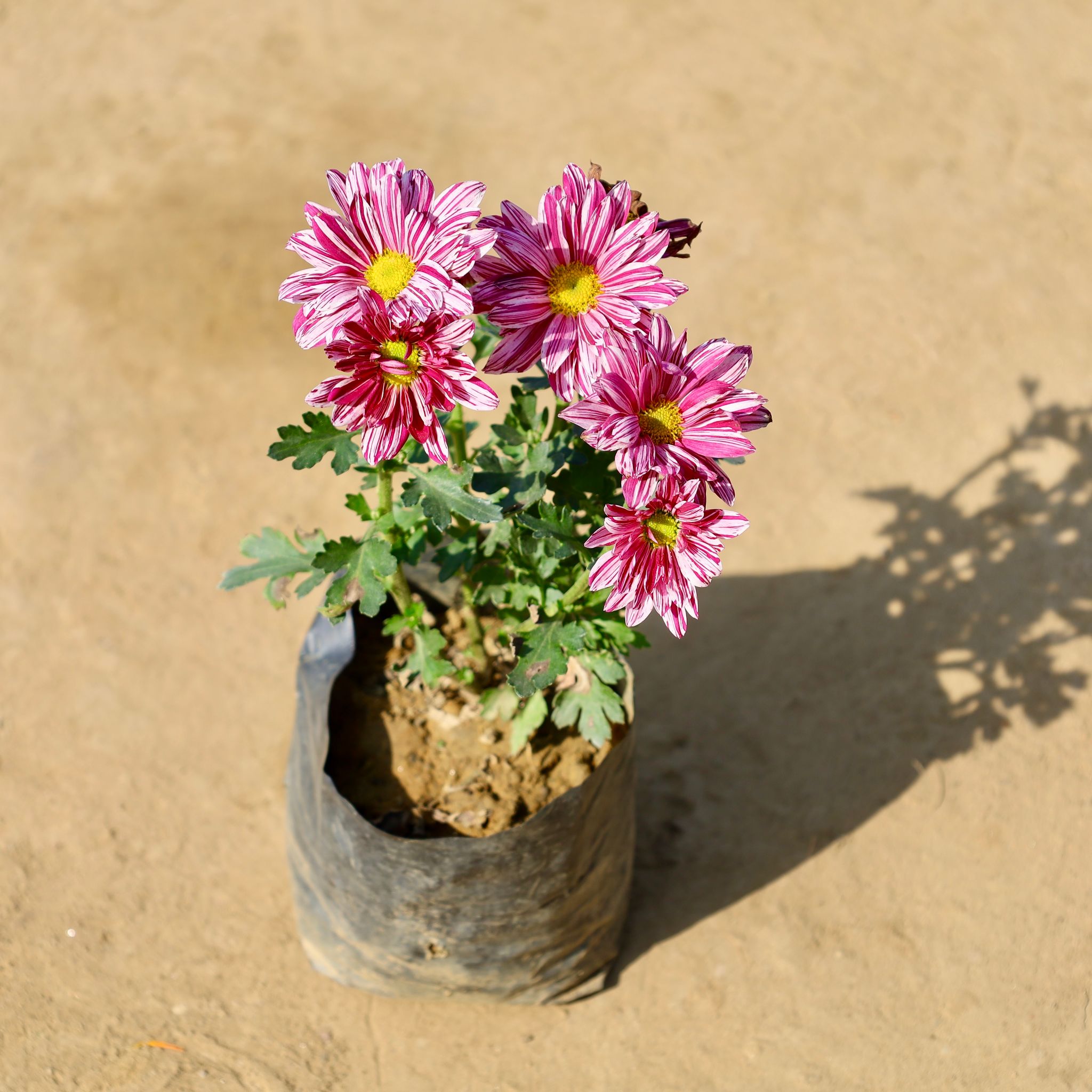 Chrysanthemum / Guldawari (any colour) in 4 Inch Nursery bag