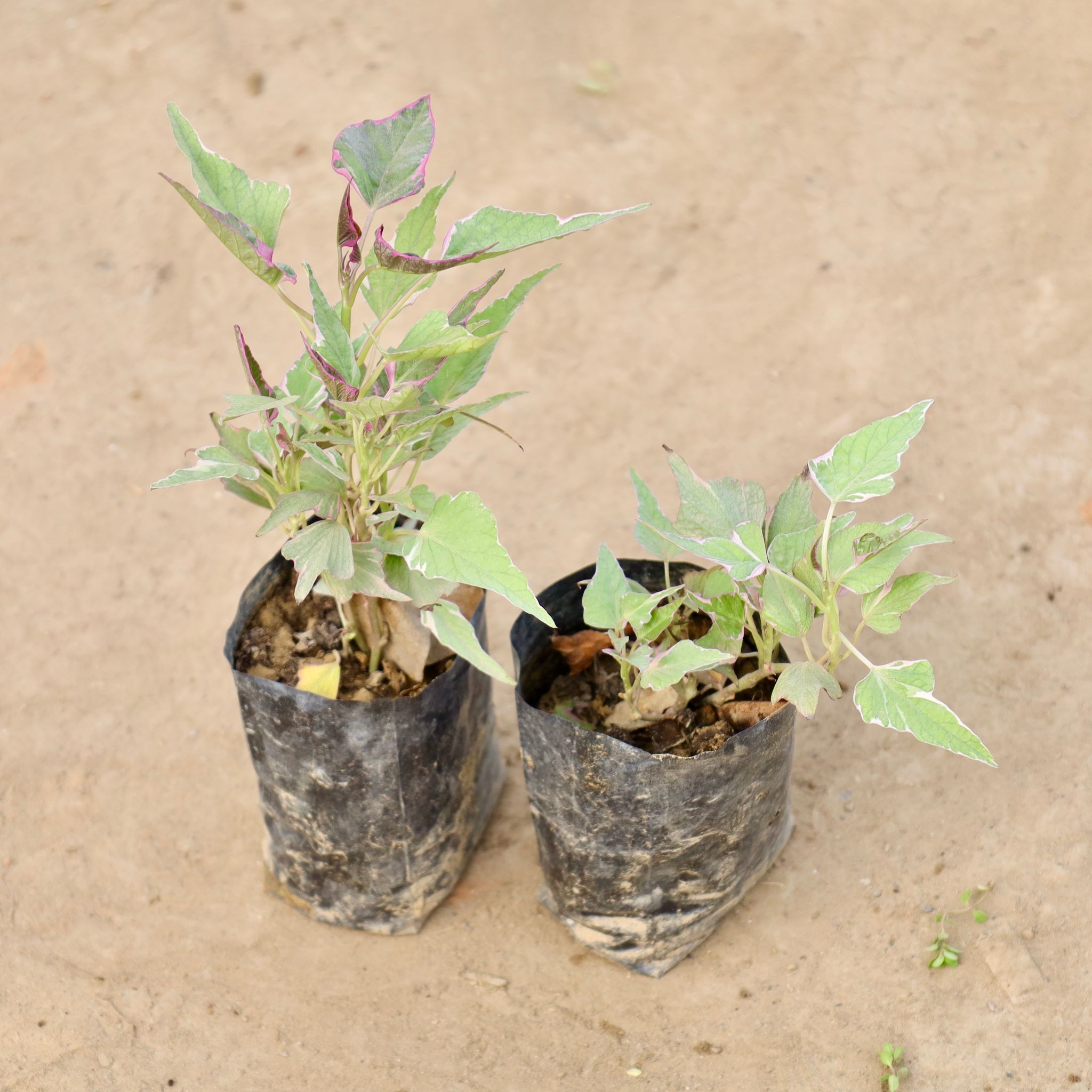 Set of 2 - Ipomoea / Sweet Potato Vine Variegated in 4 Inch Nursery bag