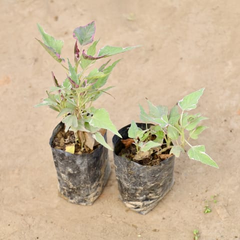 Set of 2 - Ipomoea / Sweet Potato Vine Variegated in 4 Inch Nursery bag
