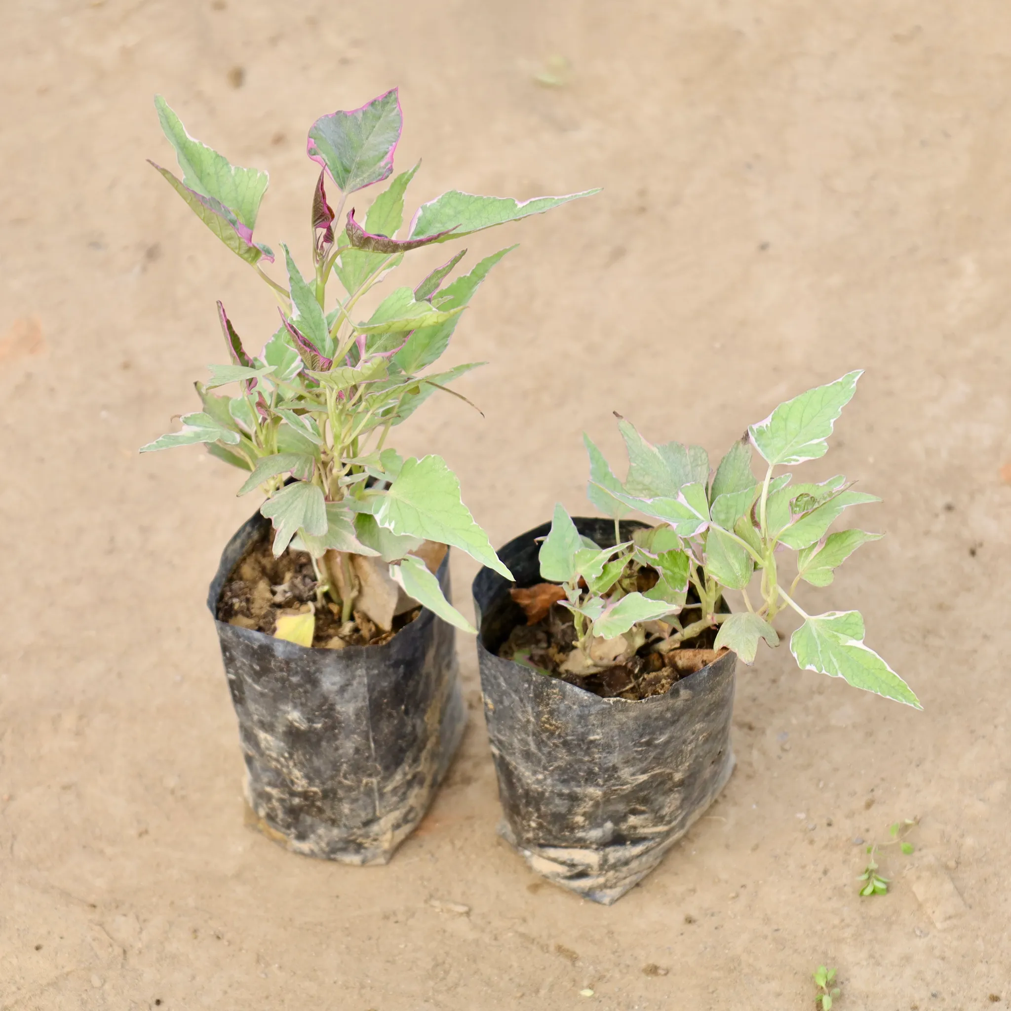 Set of 2 - Ipomoea / Sweet Potato Vine Variegated in 4 Inch Nursery bag
