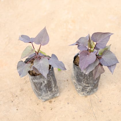 Buy Set of 2 - Ipomoea / Sweet Potato Vine Black in 4 Inch Nursery bag | Urvann.com