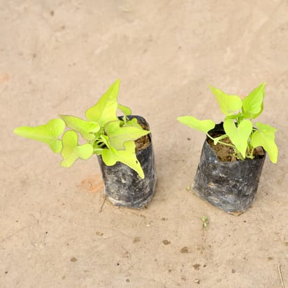Buy Set of 2 - Ipomoea / Sweet Potato Vine Golden in 4 Inch Nursery bag | Urvann.com