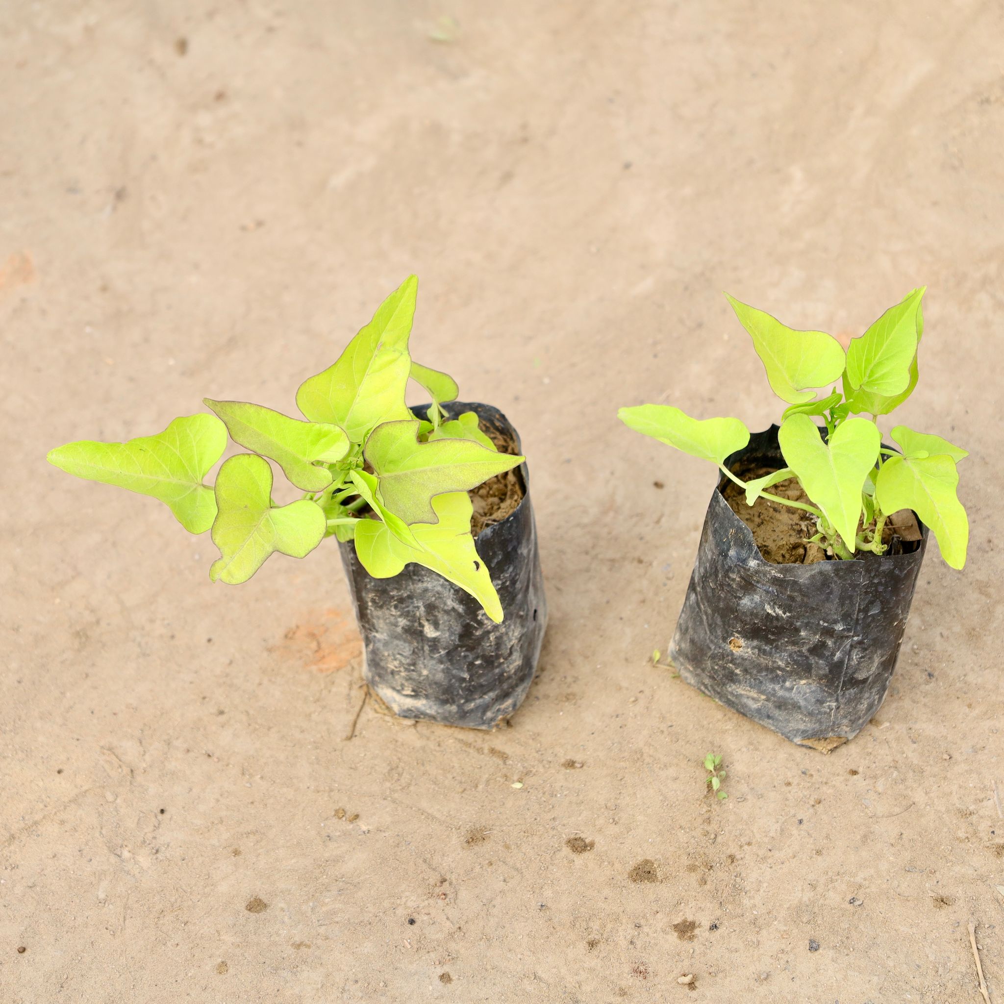 Set of 2 - Ipomoea / Sweet Potato Vine Golden in 4 Inch Nursery bag