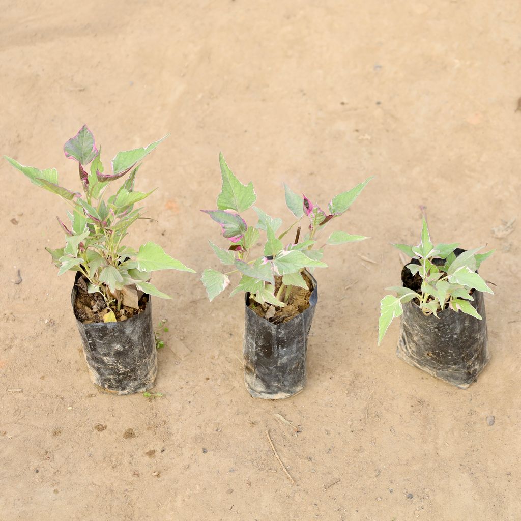 Buy Set of 3 - Ipomoea / Sweet Potato Vine Variegated in 4 Inch Nursery bag | Urvann.com Set of 3 - Ipomoea / Sweet Potato Vine Variegated in 4 Inch Nursery bag
