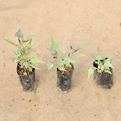 Buy Set of 3 - Ipomoea / Sweet Potato Vine Variegated in 4 Inch Nursery bag | Urvann.com