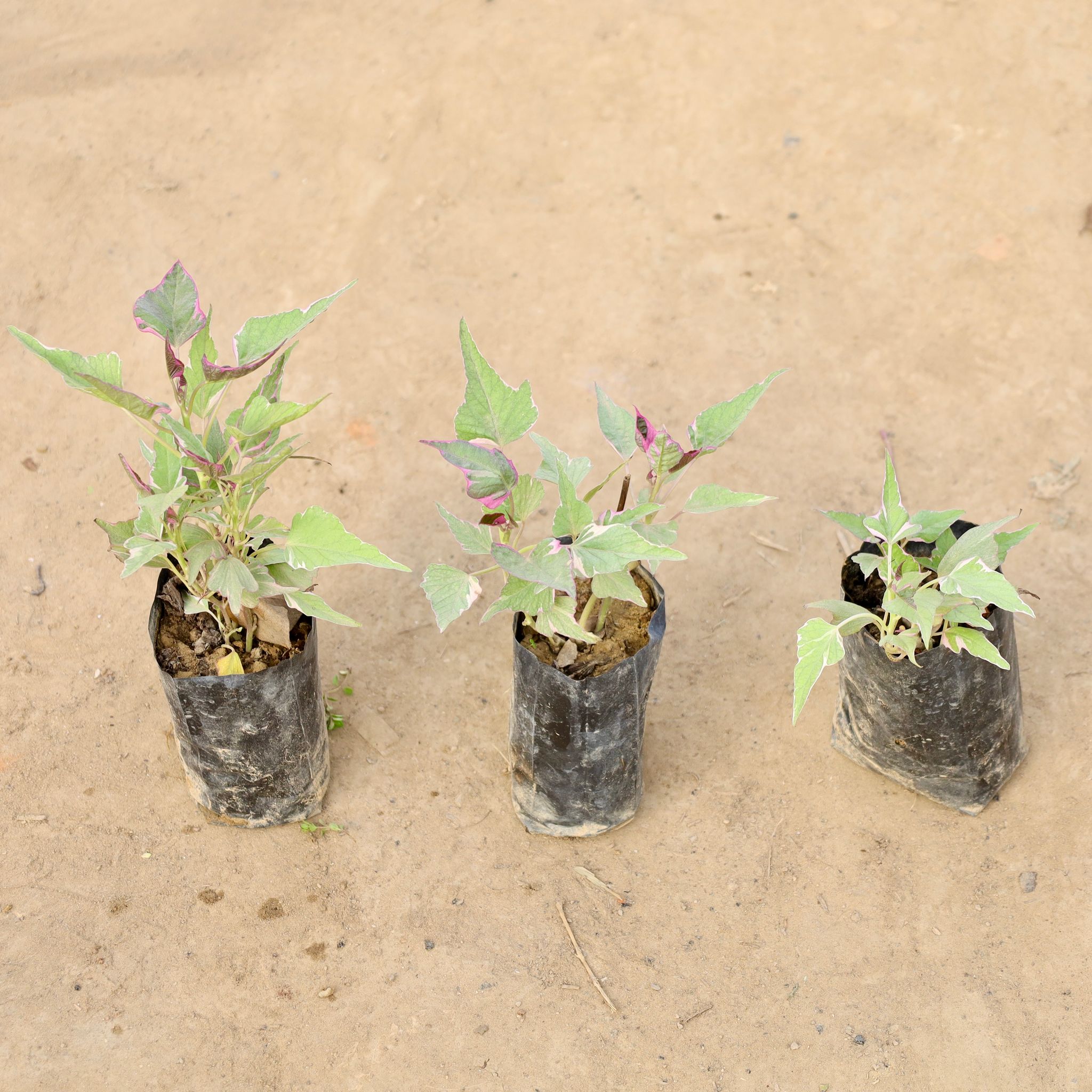 Set of 3 - Ipomoea / Sweet Potato Vine Variegated in 4 Inch Nursery bag