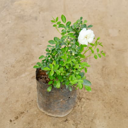 Buy English Rose (Any colour) in 8 Inch Nursery bag | Urvann.com