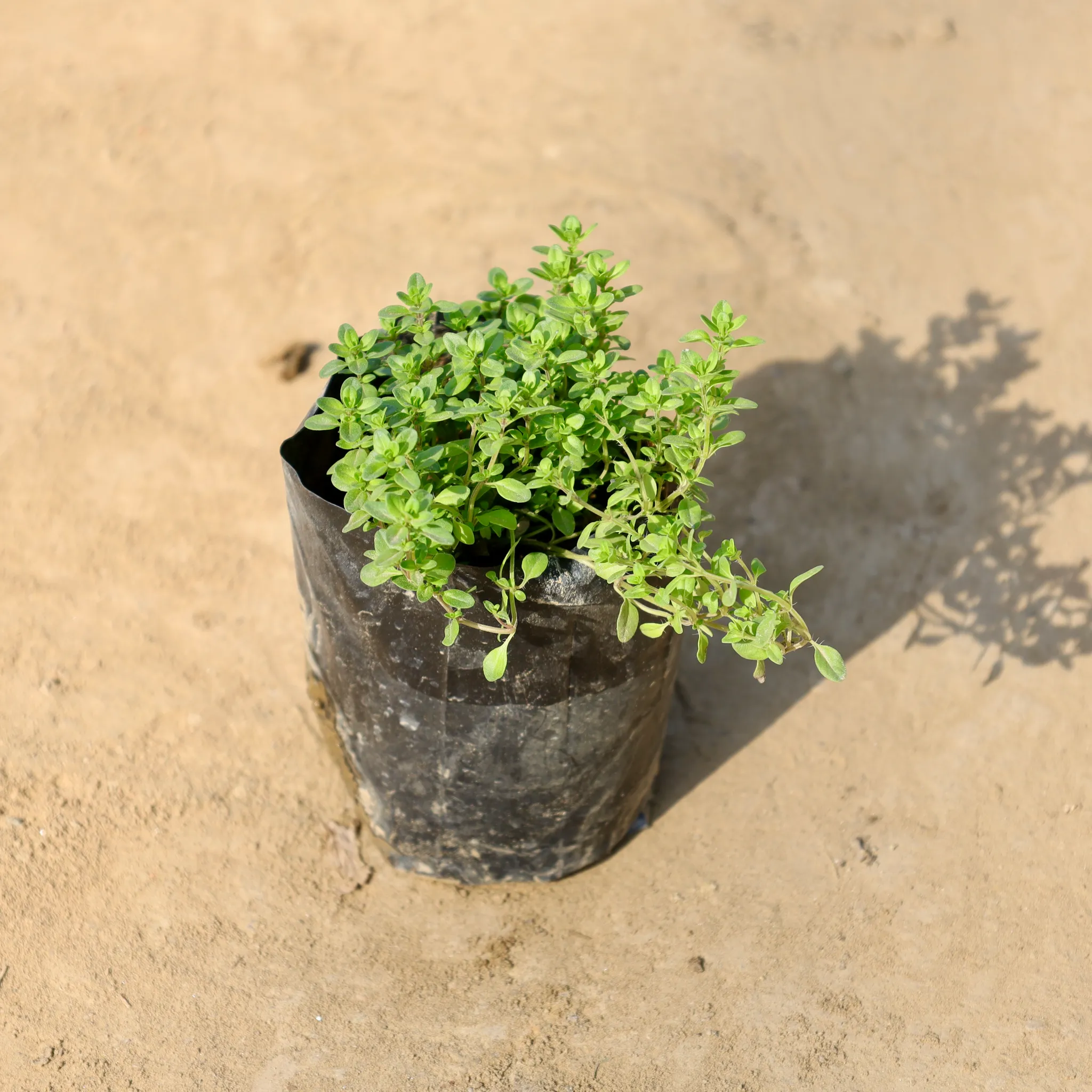 Thyme in 4 Inch Nursery bag