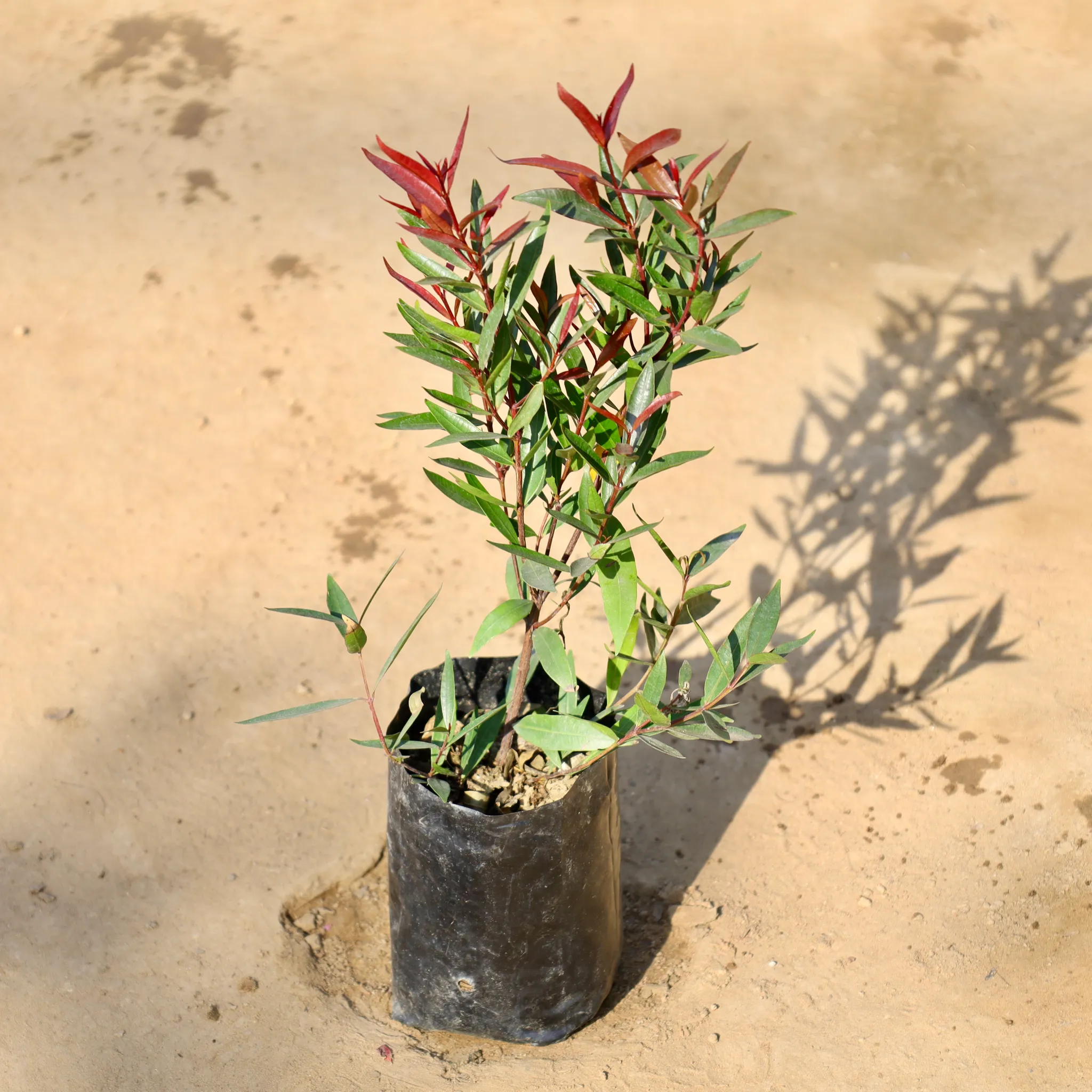 Syzygium / Christina Ficus Red in 5 Inch Nursery bag