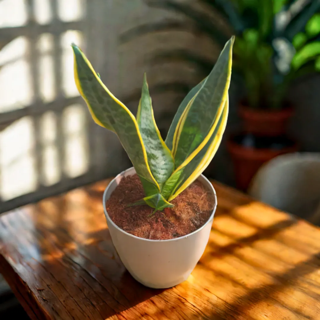 Snake Yellow in 6 Inch Premium Sphere Plastic Pot