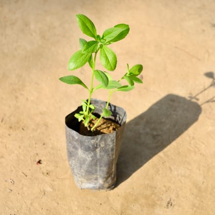 Buy Stevia / Sugar Free Plant in 4 Inch Nursery bag | Urvann.com