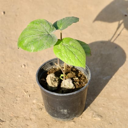 Buy Paan / Betel Leaf in 6 Inch Nursery Pot | Urvann.com