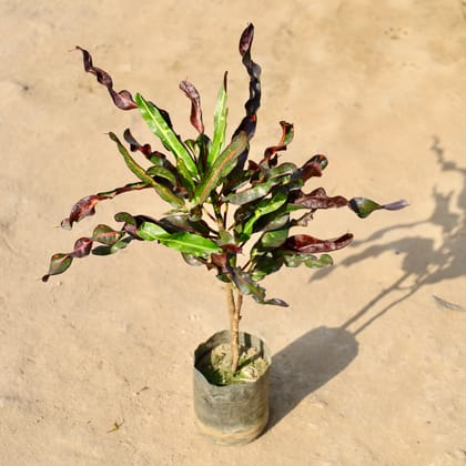 Buy Croton Curly in 4 Inch Nursery bag | Urvann.com