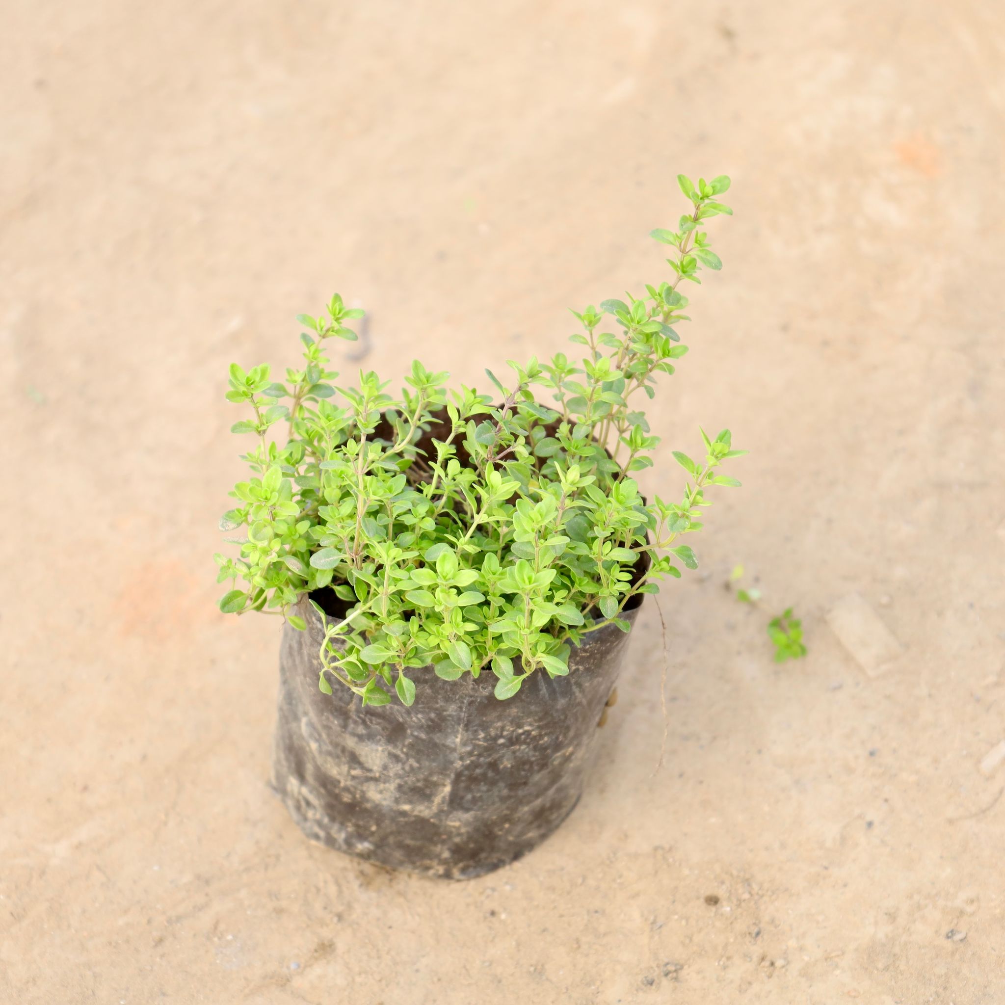 Thyme in 4 Inch Nursery bag