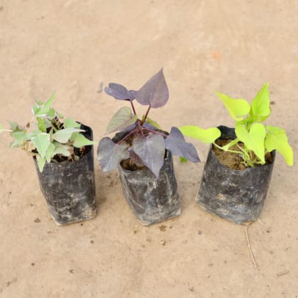 Buy Set of 3 - Ipomoea / Sweet Potato Vine Black, Yellow & Variegated in 4 Inch Nursery bag | Urvann.com