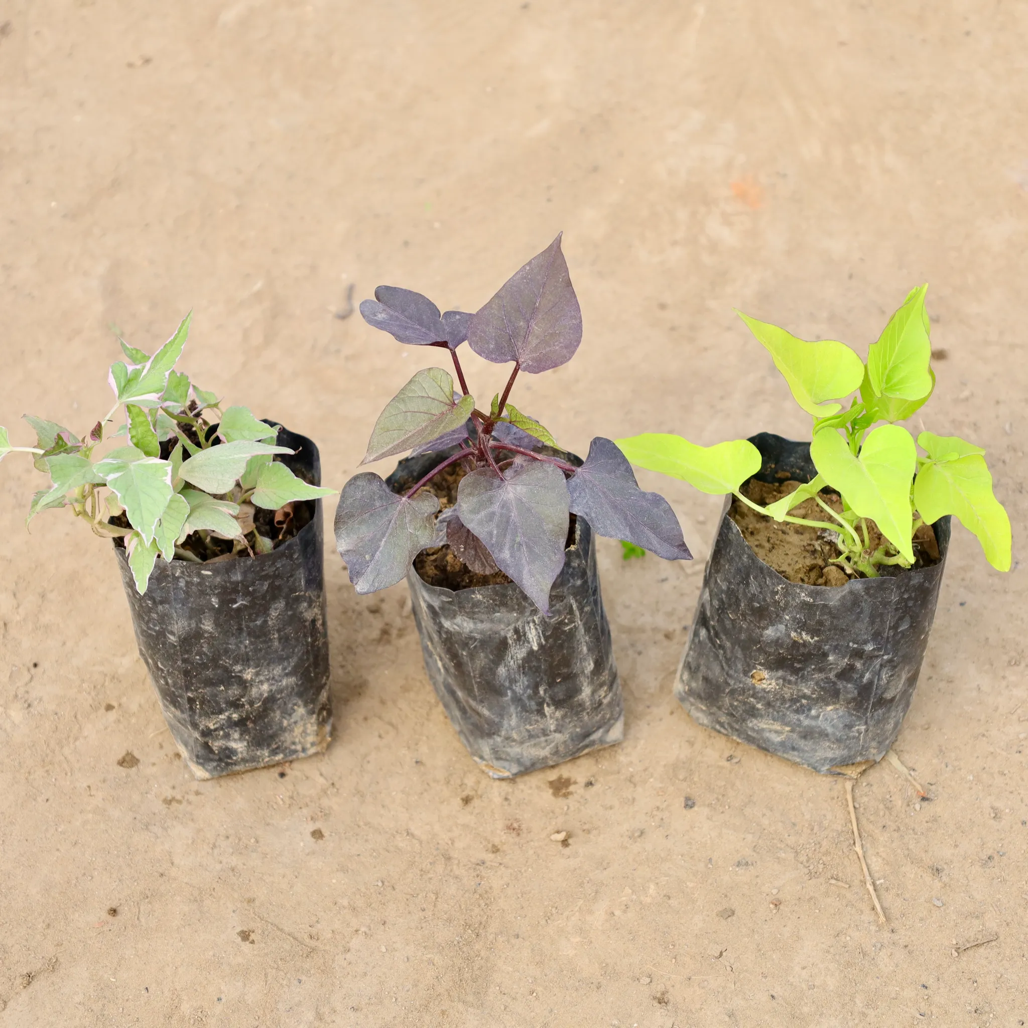 Set of 3 - Ipomoea / Sweet Potato Vine Black, Yellow & Variegated in 4 Inch Nursery bag