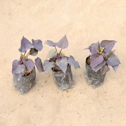 Buy Set of 3 - Ipomoea / Sweet Potato Vine Black in 4 Inch Nursery bag | Urvann.com