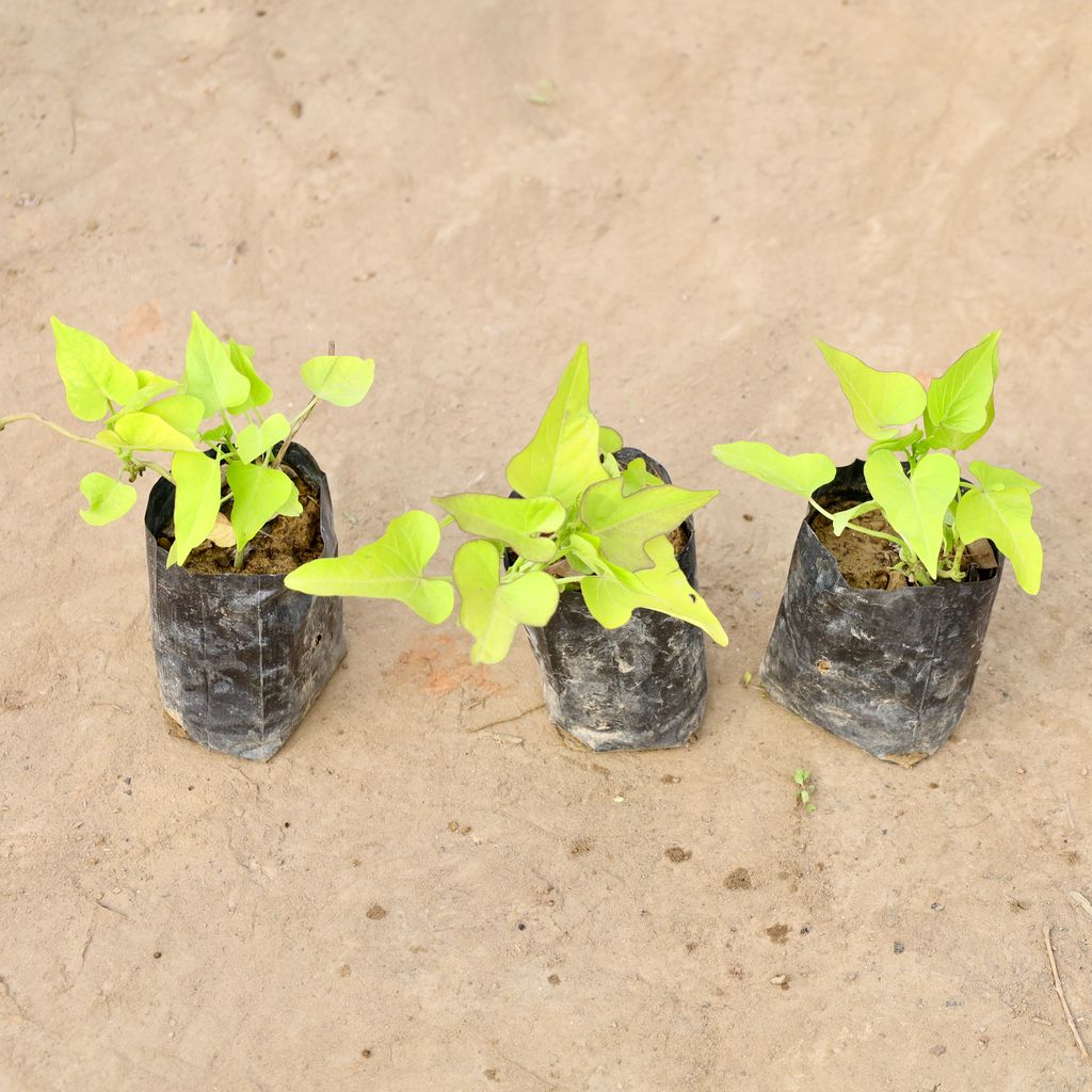 Buy Set of 3 - Ipomoea / Sweet Potato Vine Golden in 4 Inch Nursery bag | Urvann.com Set of 3 - Ipomoea / Sweet Potato Vine Golden in 4 Inch Nursery bag